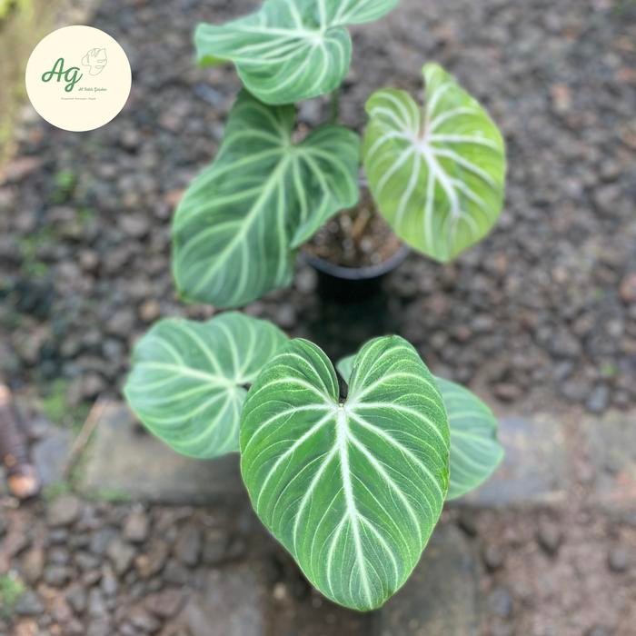 Bisa Termin Philodendron Gloriosum White Veins Rare
