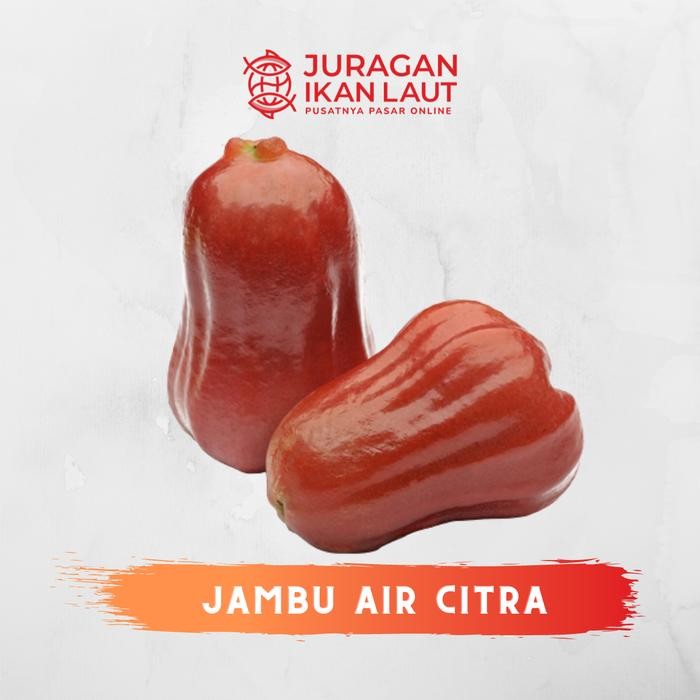 

NATURE- Buah Jambu Air Citra Segar Berkualitas - 1 Kilogram