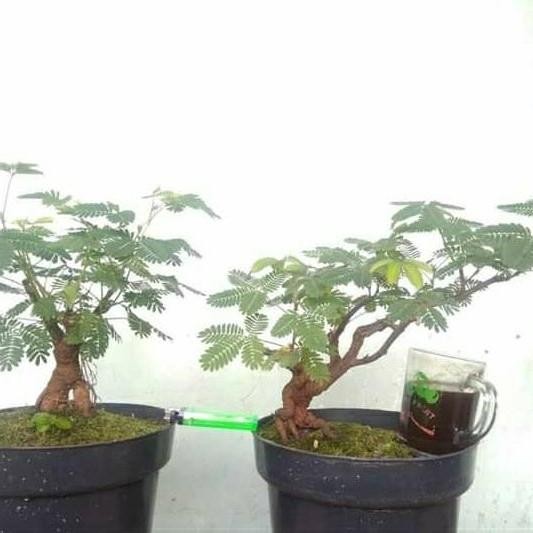 BAHAN BONSAI PUTRI MALU/BONSAI VIRAL/BONGGOL
