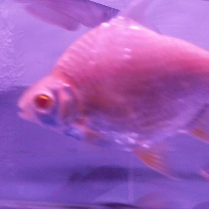 Hot Sale Short Body Kapiat Sb Tankmate Pembersih