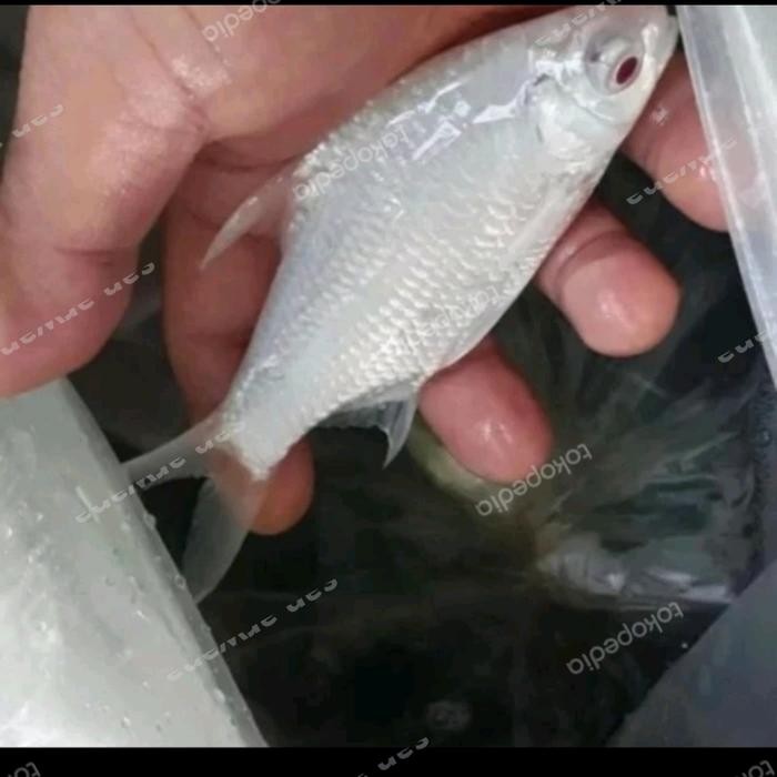 Terbaru Kaviat Platinum Mata Merah Tankmate Arwana Predator