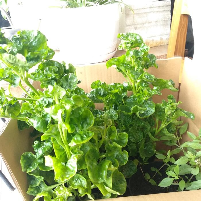 

Bayam Brazil (Tanaman Pot)