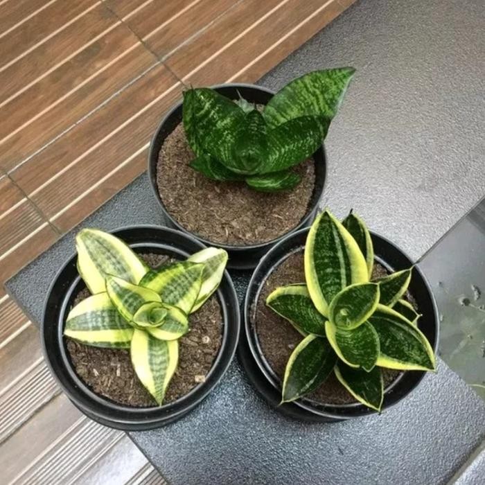 paket tanaman hias sansiviera mini- lidah mertua