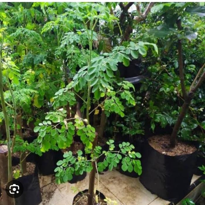 

pohon daun kelor pohon