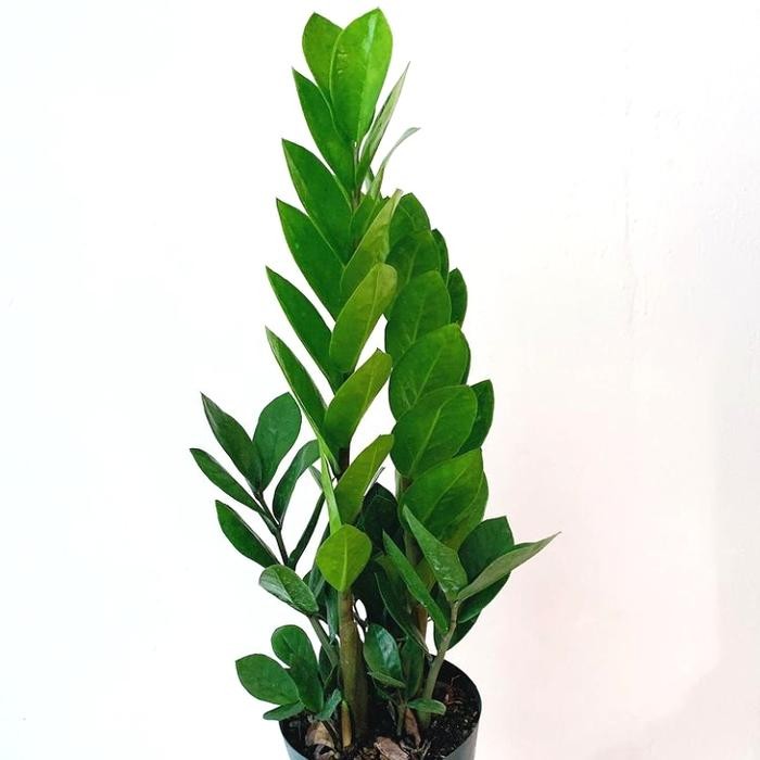 

Tanaman Zamia Dollar