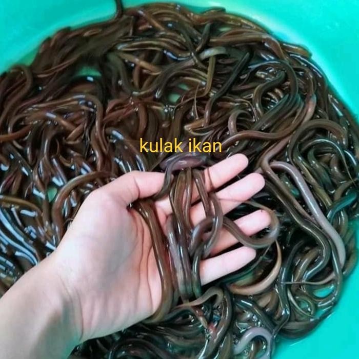 

BIBIT BELUT SAWAH AIR TAWAR 1kg (isi kurang lebih 50 ekor)