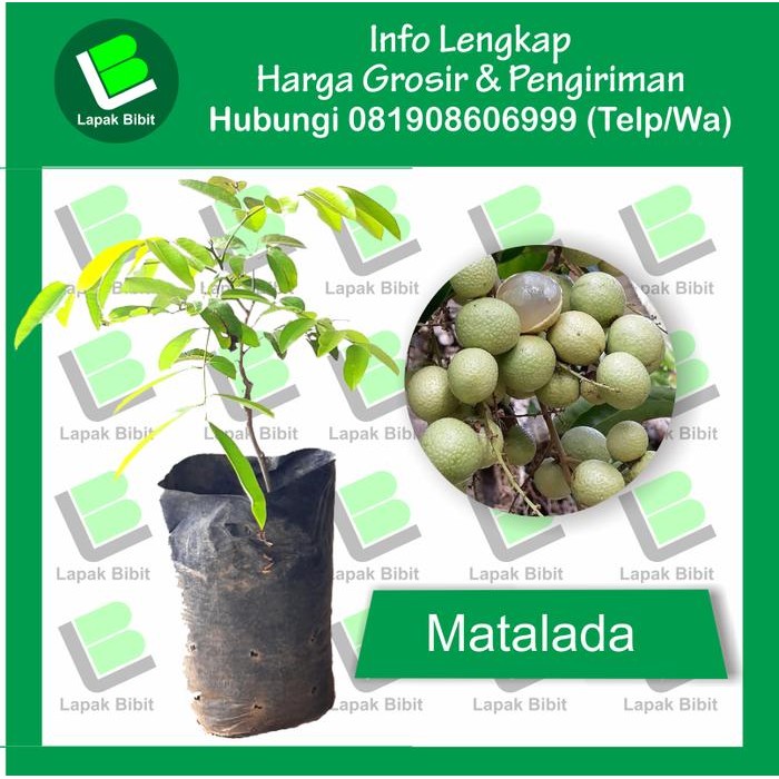 

Bibit Kelengkeng Matalada Tinggi 50 s/d 80 CM