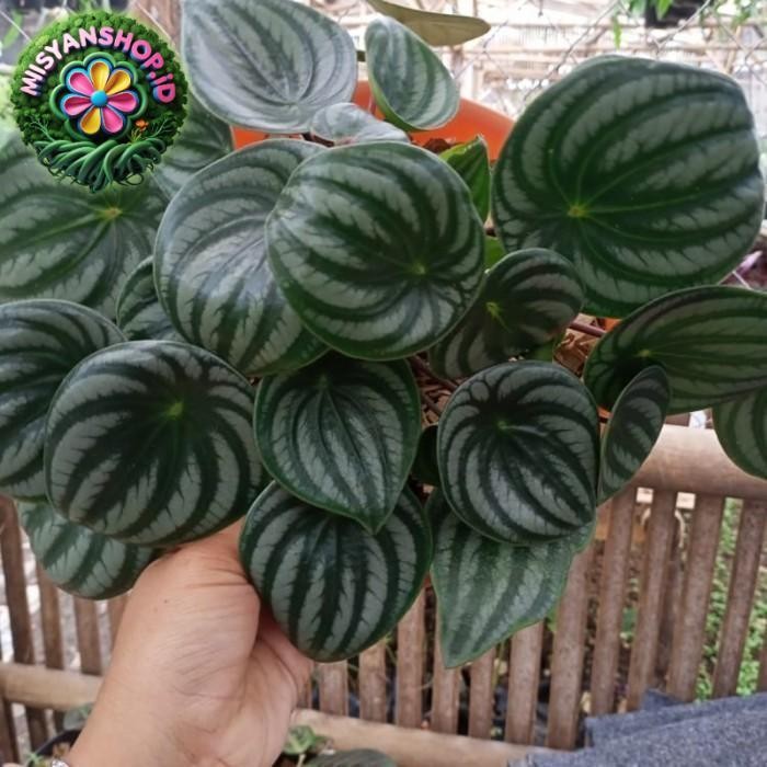 

Promo tanaman hias watermelon peperomia Pasti Hemat