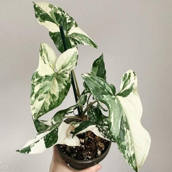 

tanaman hias syngonium variegata / syngonium varigata + pot