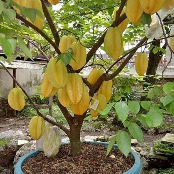 

tanaman buah blimbing madu dewi berbunga