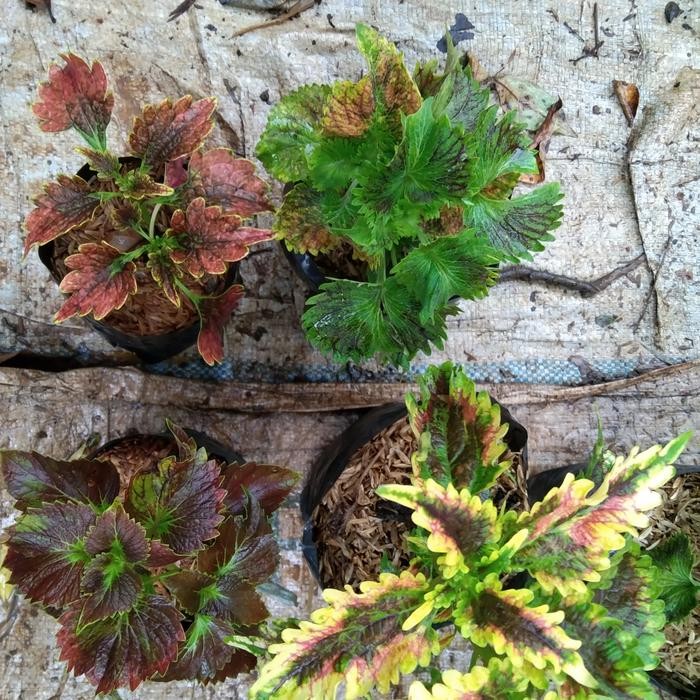 

paket tanaman 12 jenis miana