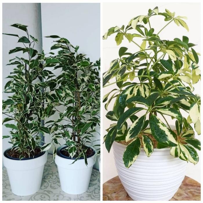 

2 paket murah beringin,walisongo parigata + pot puti