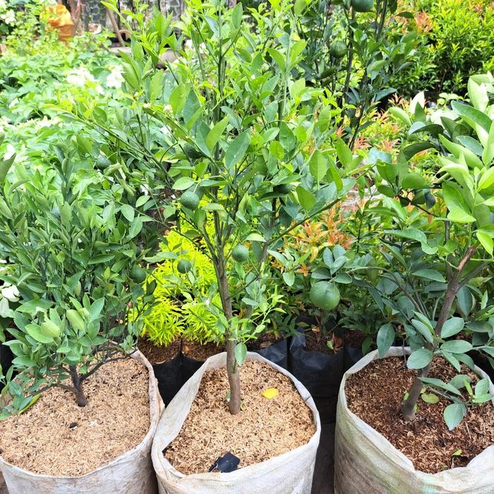 

Tanaman jeruk limo rimbun/ pohon jeruk limo berbuah banyak