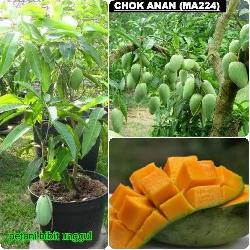 

Bibit mangga chokanan pohon mangga cepat berbuah ukuran besar