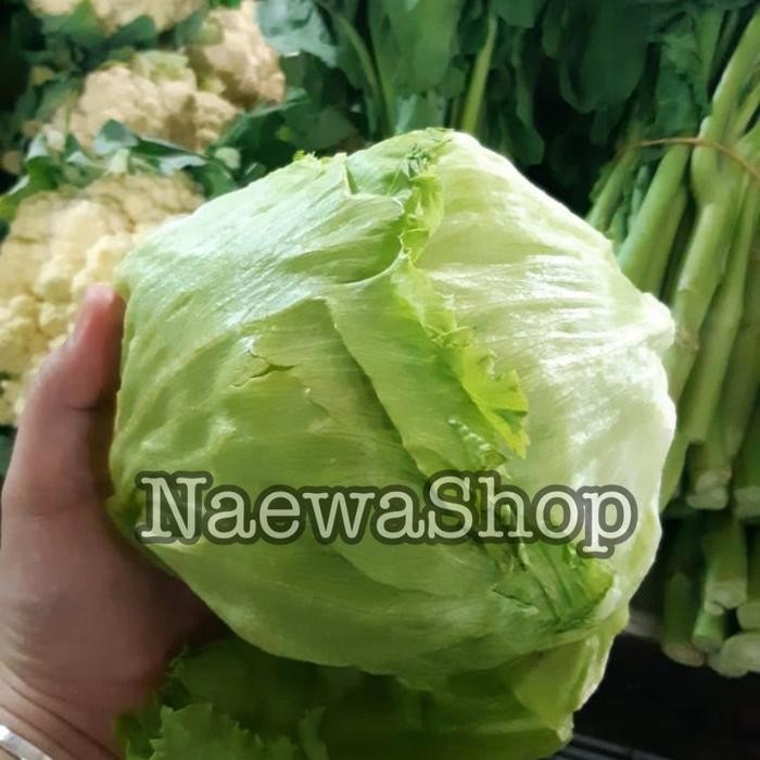 

LUXEHEALTH- Letuce Ice Berg - Head Letuce Segar Murah Super