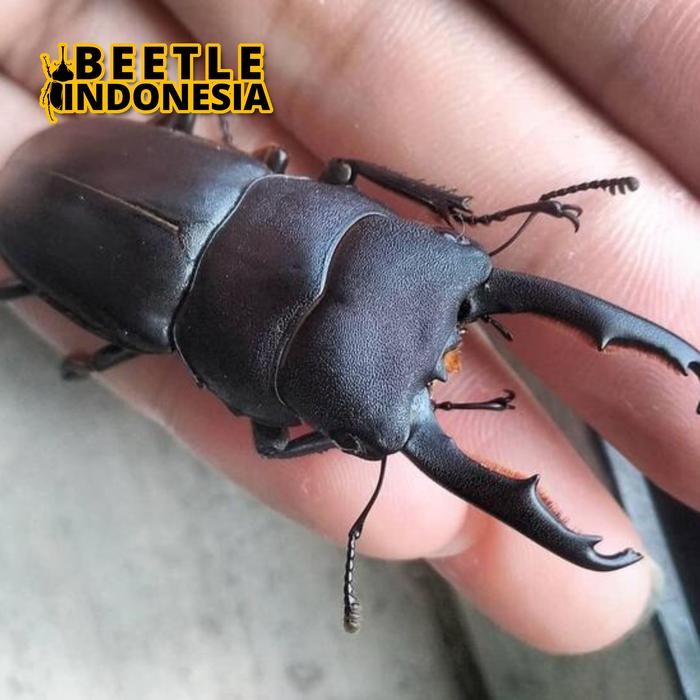 Peliharaan kumbang capit-Dorcus Taurus-serangga kumbang