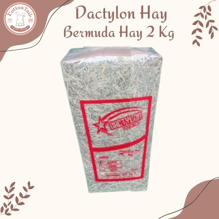 tersedia dactylon hay 2kg - rumput kering bermuda pakan kelinci & cavy