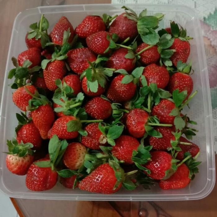 

BUAH STRAWBERRY FRESH PERKILO
