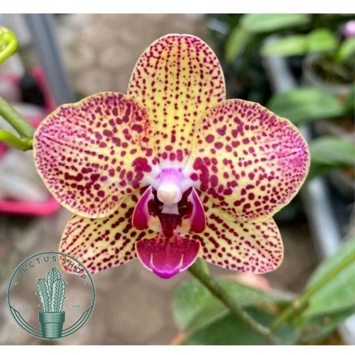 anggrek bulan Bunga Yellow Pink - Tanaman hidup Anggrek bulan