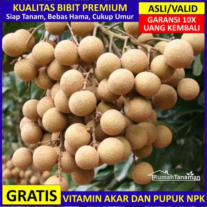 Bibit Kelengkeng New Kristal Unggul, Pohon Kelengkeng New Kristal