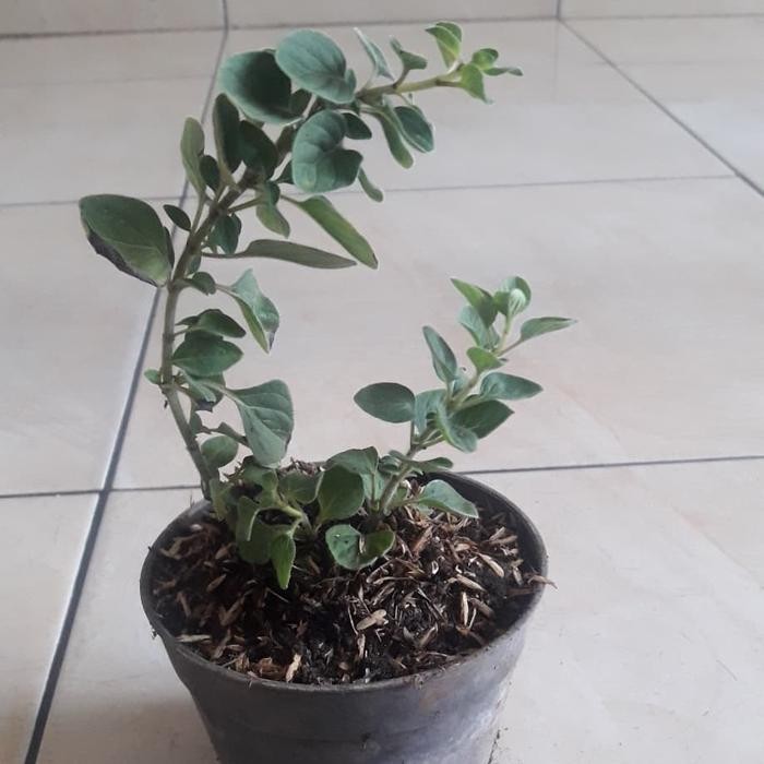 

Pilihan- Tanaman Oregano Herbal - Bumbu Dapur