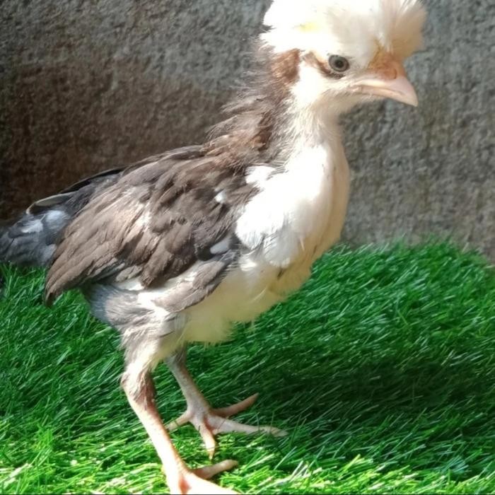 makanan harian ayam poland/pakan harian ayam hias Poland jambul (PAIL)