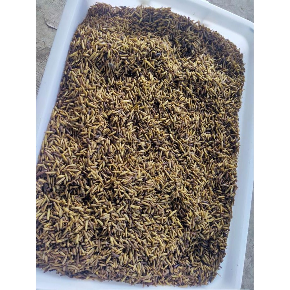 Maggot/Magot Kering BSF / Dry Maggot grade B 1 kg