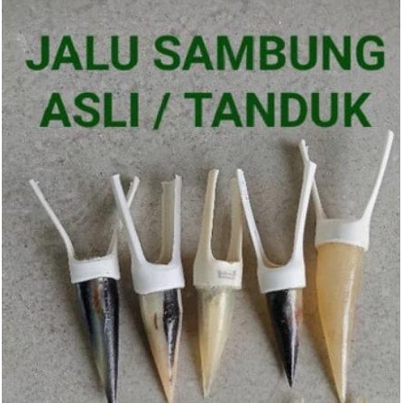 Jalu Sambung Ayam Jantan Aduan Jalu Sambung Ayam Bangkok