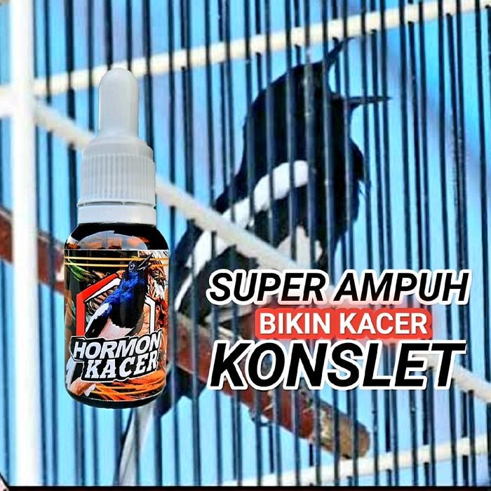 HORMON KACER,TERCEPAT BIKIN KACER KONSLET BUKA EKOR
