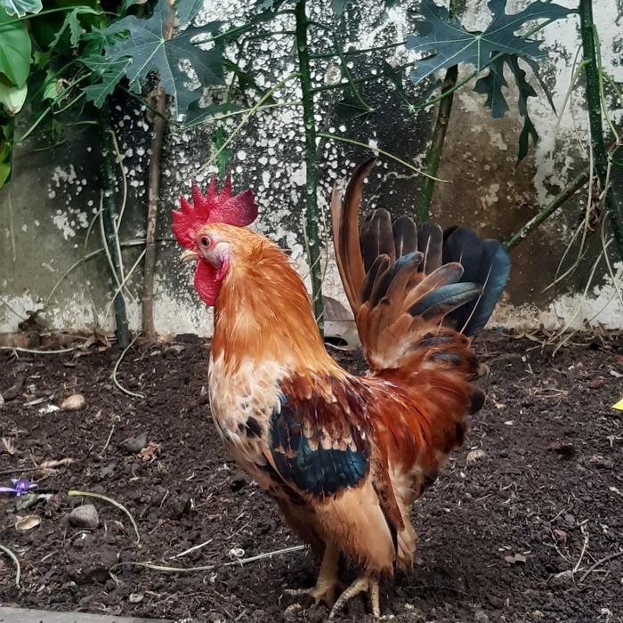 Ayam Hias / Poland/Kapas/Kate/Batik.