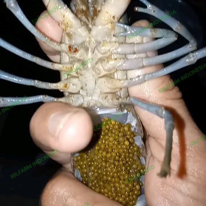 Pilihan- Lobster Air Tawar Gendong Telur