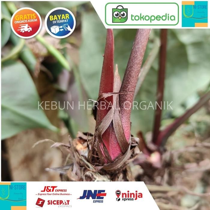 Bibit bonggol kuping gajah tarantula sultan murah