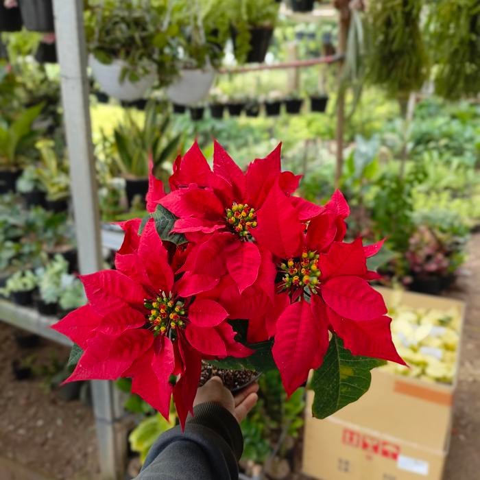 tanaman hias kastuba daun merah - kastuba merah - red kastuba