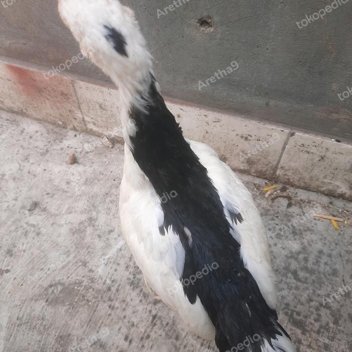 AYAM TULAK BALAK JAKARTA