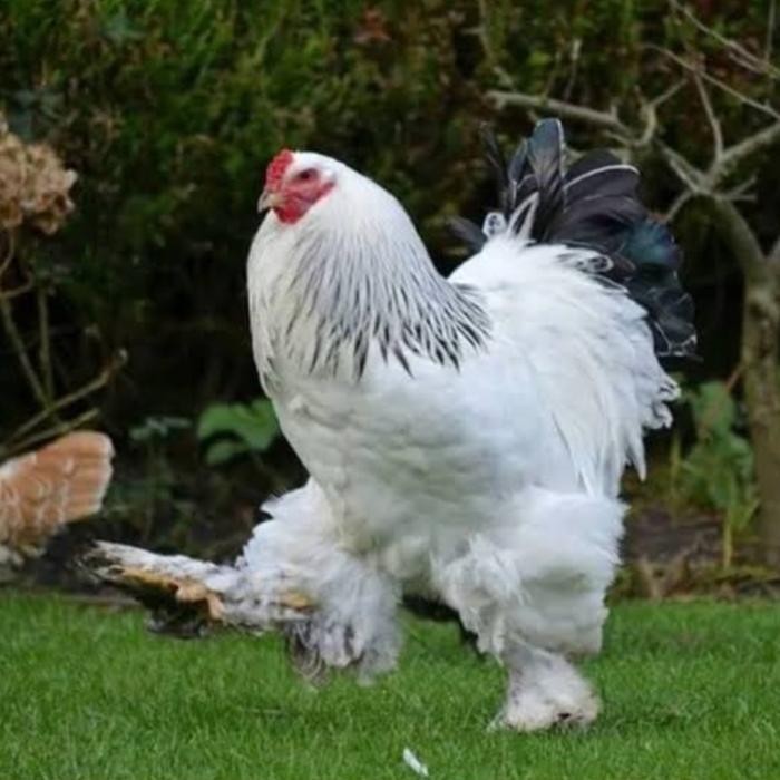 Ayam brahma jantan rawatan super