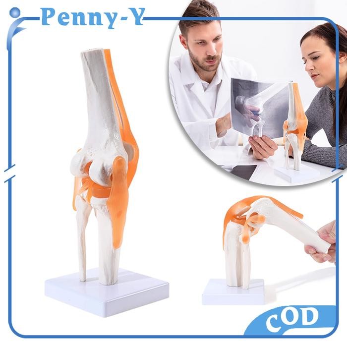 Knee Joint Model Flexible Model Anatomi Sendi Lutut Manusia