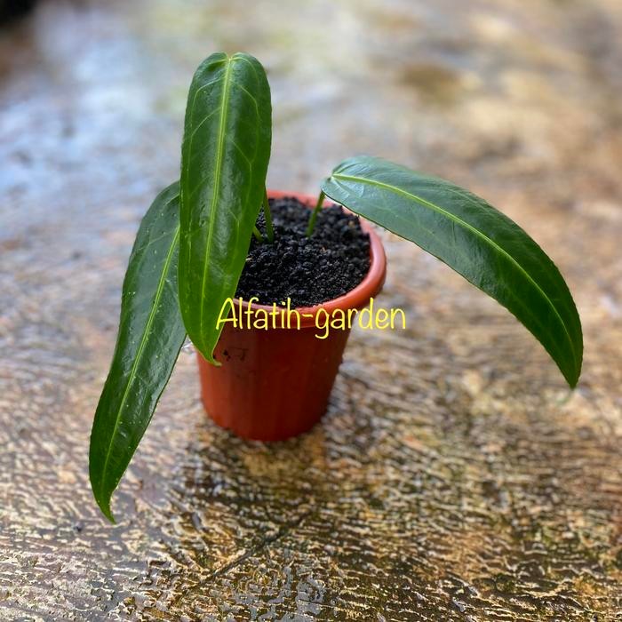 anthurium warocqueanum ~anthurium lidah gajah