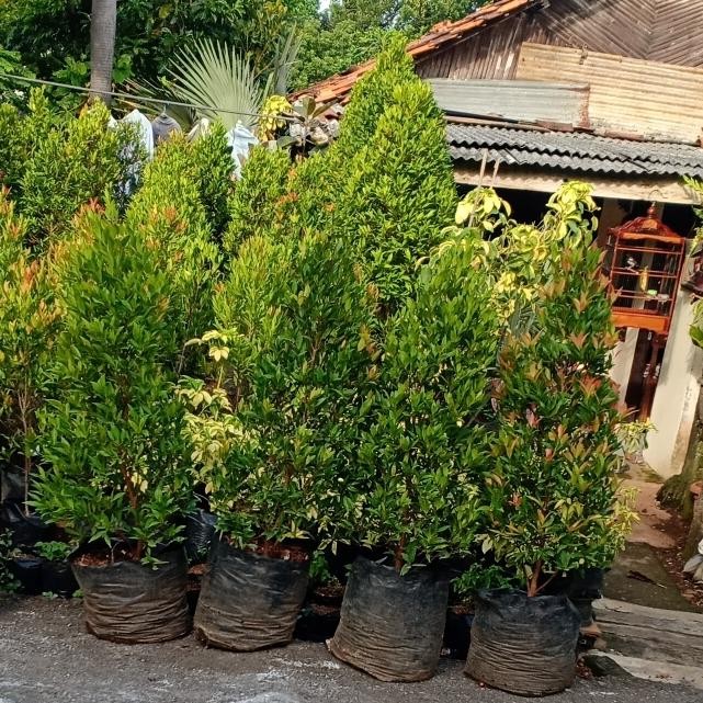 Pucuk Merah 1,5 meter