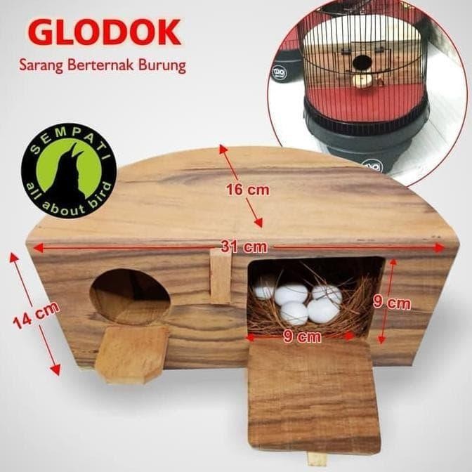 Glodok Glodokan Setengah Lingkaran Sarang Bertelur Lovebird Glsth