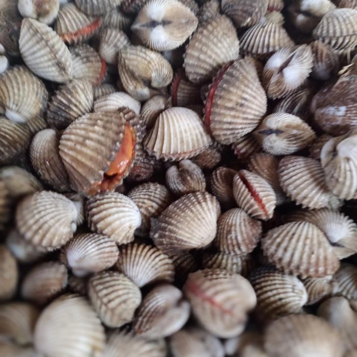 

(Expert) kerang dara hidup