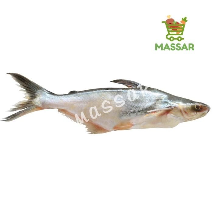 

(Expert) IKAN PATIN FRESH