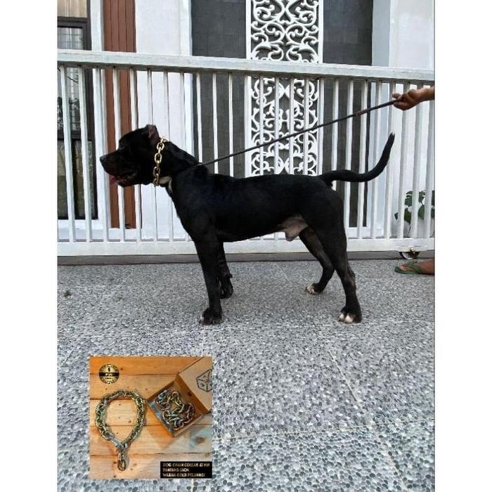 New Kalung Rantai Anjing Pitbull Rottweiler Doberman Emas Pelangi #Gratisongkir #Sale #Discount