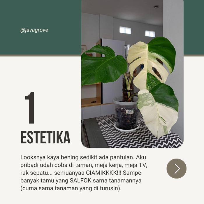 10 pcs TurusTetik / Turus Plastik Mika Bening Mica / Moss pole TURUS ESTETIK