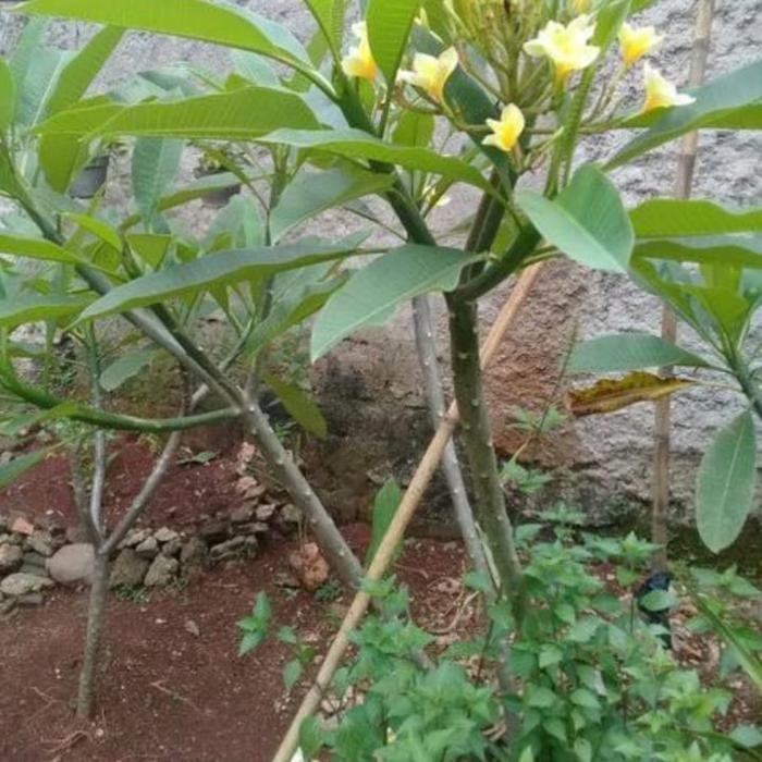 Terlaris Kamboja Bali 2 Meter/Kamboja Bunga Kuning