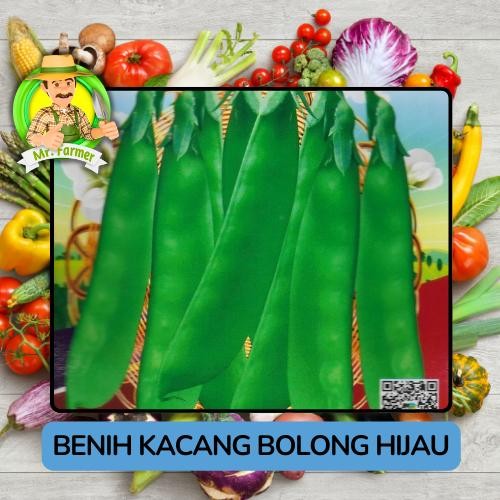 henn Benih Kacang Polong Hijau Kacang Polong Ungu Bibit Kacang Pilihan