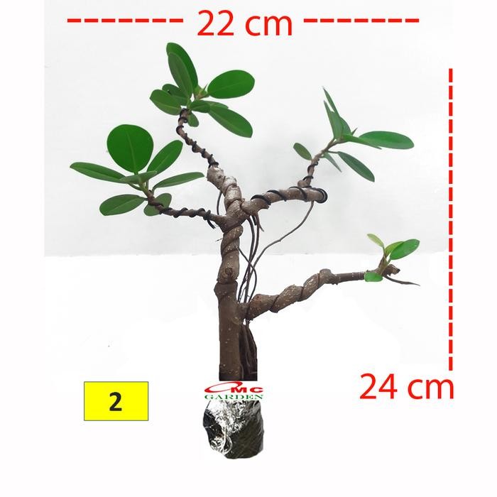 Tanaman Hias Pohon Bonsai Mame Beringin Korea Mini Dolar B-Bk-022