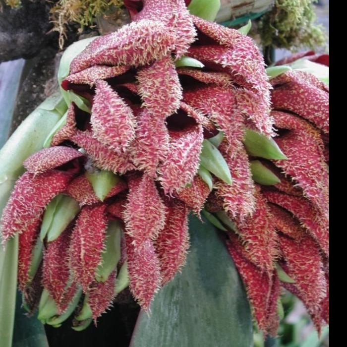 Terlaris [ Dewasa ] Bulbophyllum Phalaenopsis Anggrek Dasi