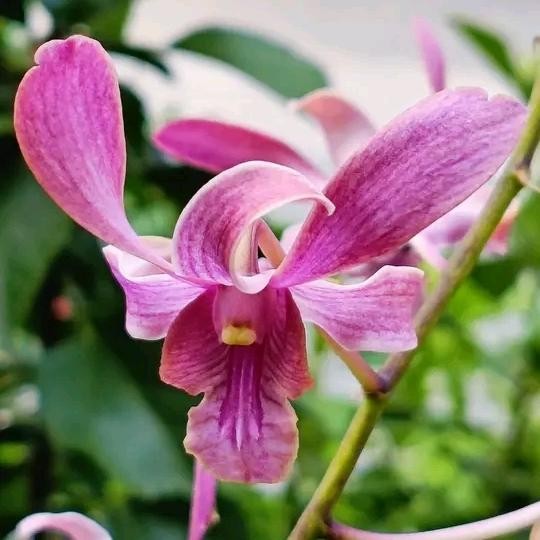 Terlaris Anggrek Dendrobium Keki Capung Alor Pink