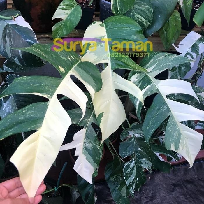 Terlaris- Bibit Monstera Epipremnum Variegata - Monstera Variegata