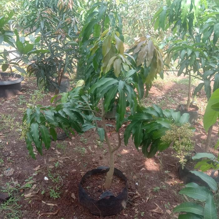 Terlaris Pohon Mangga Alpukat 1.70 Meter Berbuah Pentilan Banyak